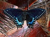 Papilio polyxenes - Black Swallowtail